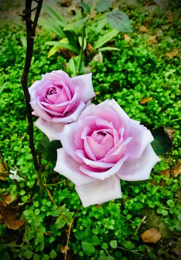 Ekas Rosengarten Gori Dış mekan fotoğraf
