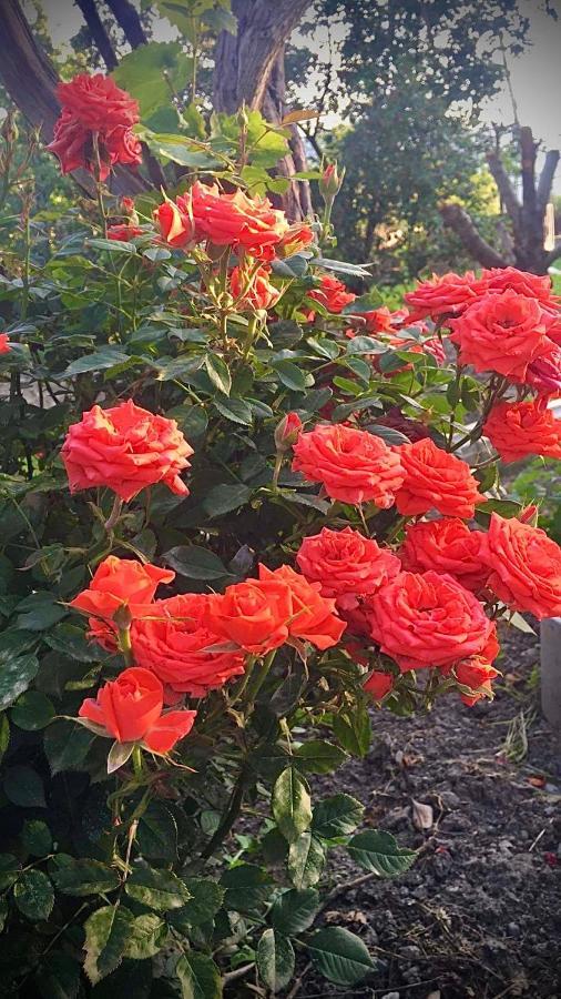 Ekas Rosengarten Gori Dış mekan fotoğraf