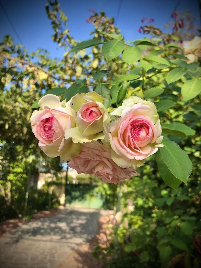 Ekas Rosengarten Gori Dış mekan fotoğraf