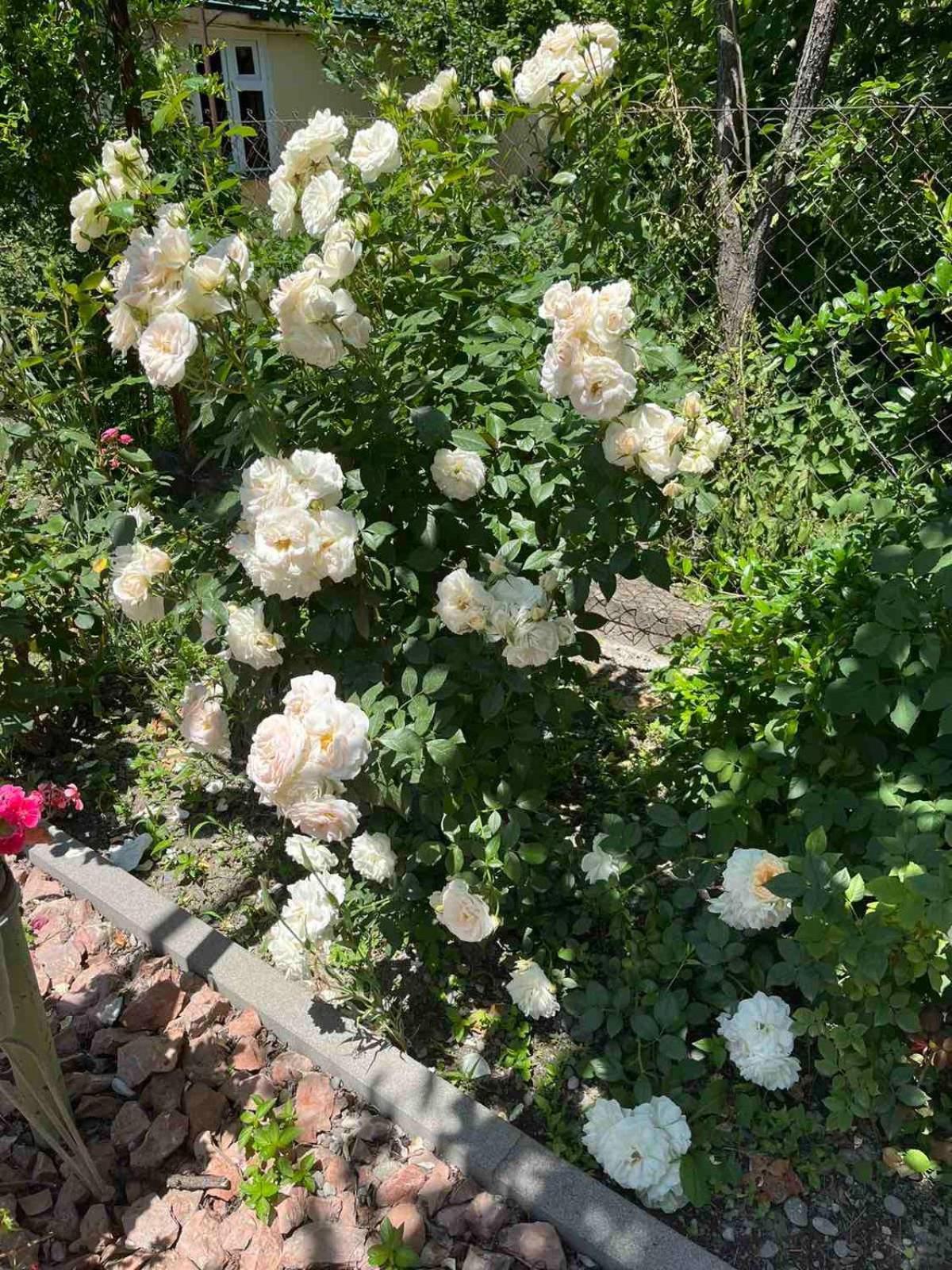 Ekas Rosengarten Gori Dış mekan fotoğraf