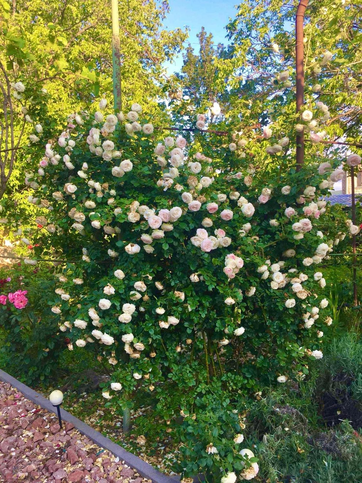 Ekas Rosengarten Gori Dış mekan fotoğraf