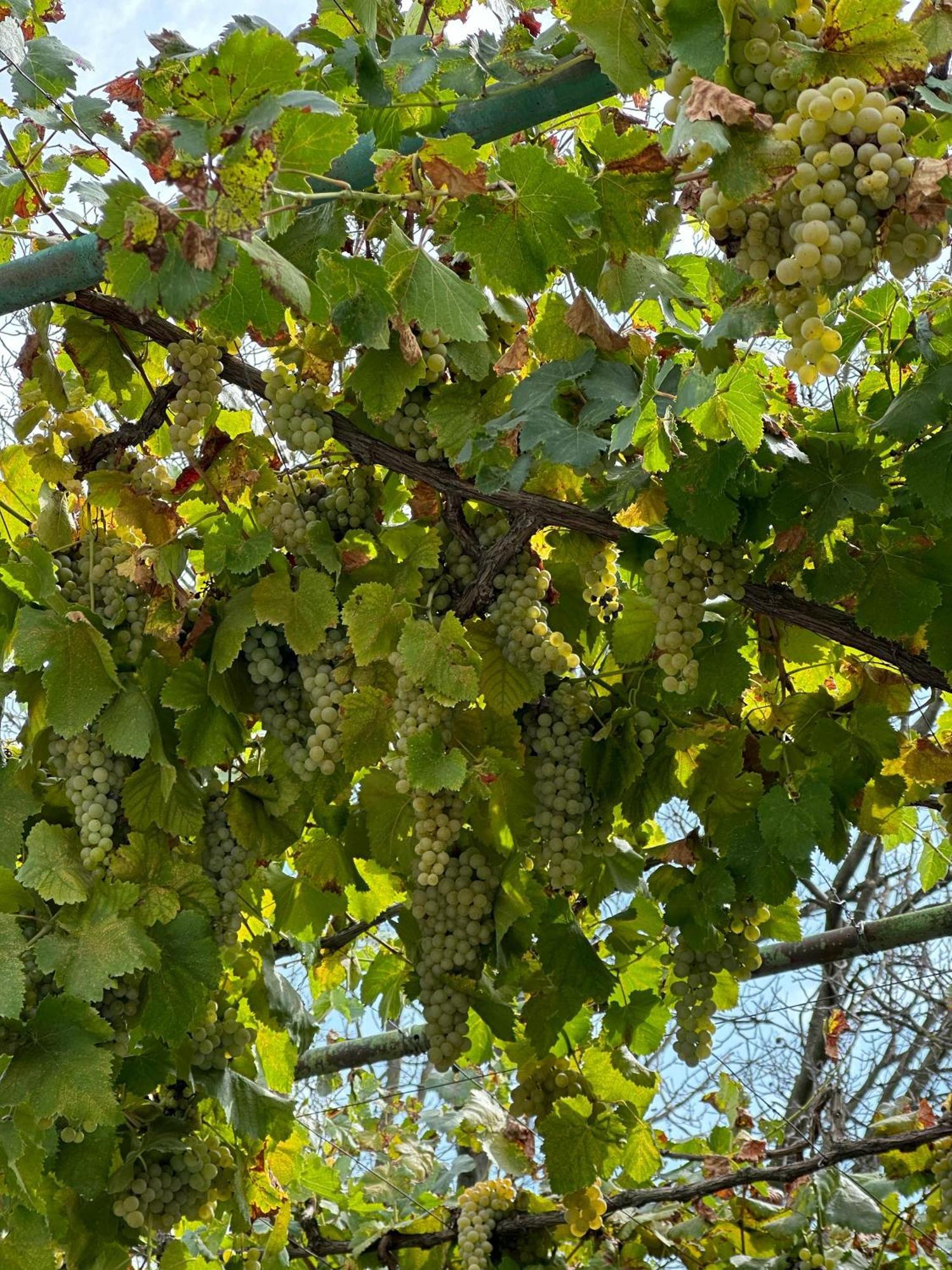 Ekas Rosengarten Gori Dış mekan fotoğraf